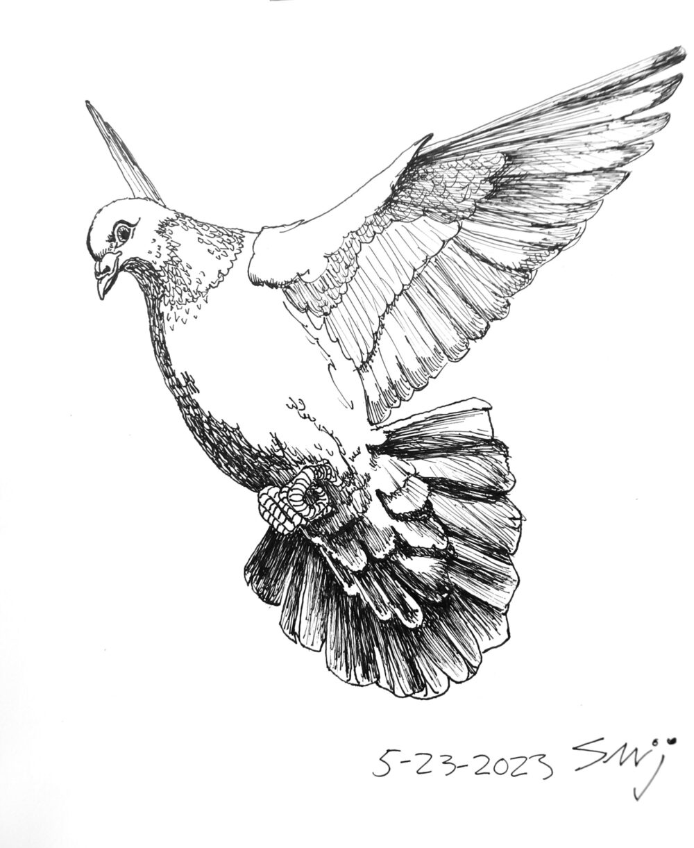 JamesPerry Pigeon Glory 200 Pen On Paper 8.5X13 2023 scaled scaled