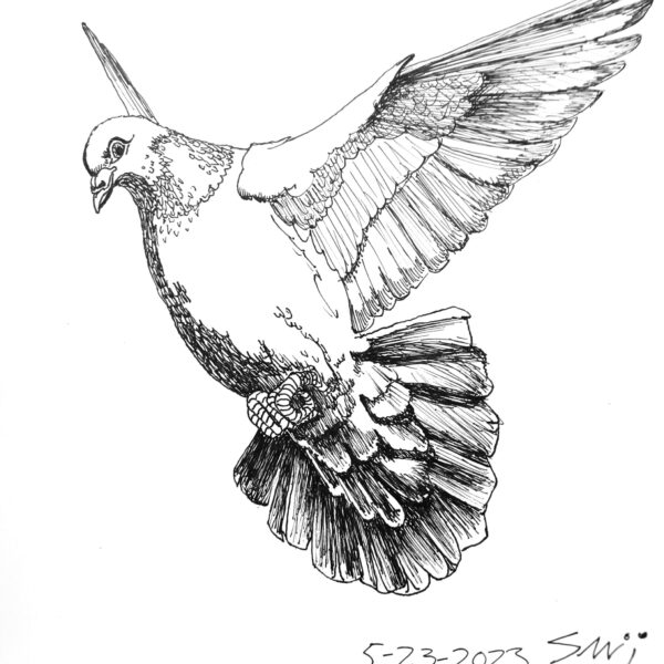 JamesPerry Pigeon Glory 200 Pen On Paper 8.5X13 2023 scaled