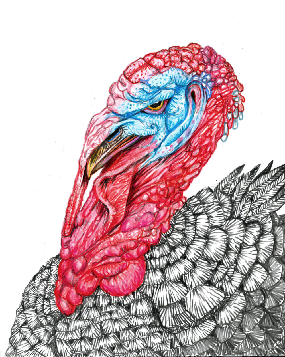 John Casey King Turkey 400 colored pencil 0n paper 10 x8 2023 scaled scaled