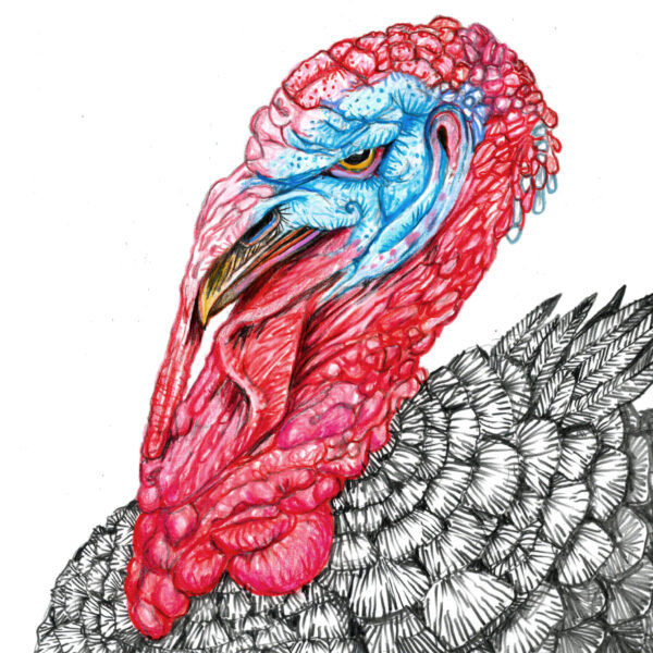 John Casey King Turkey 400 colored pencil 0n paper 10 x8 2023 scaled