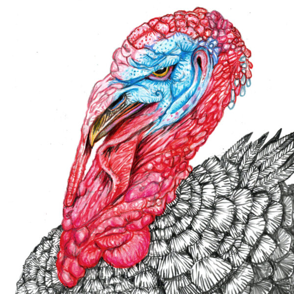 King Turkey