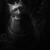 Loma Lemur by Randy Gaul