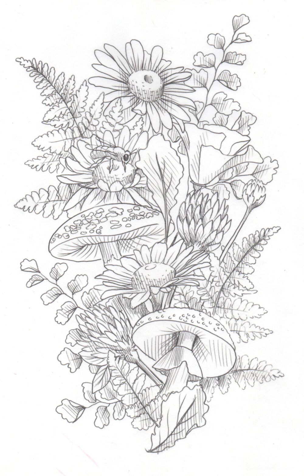Daisy Mushroom Sketch scaled