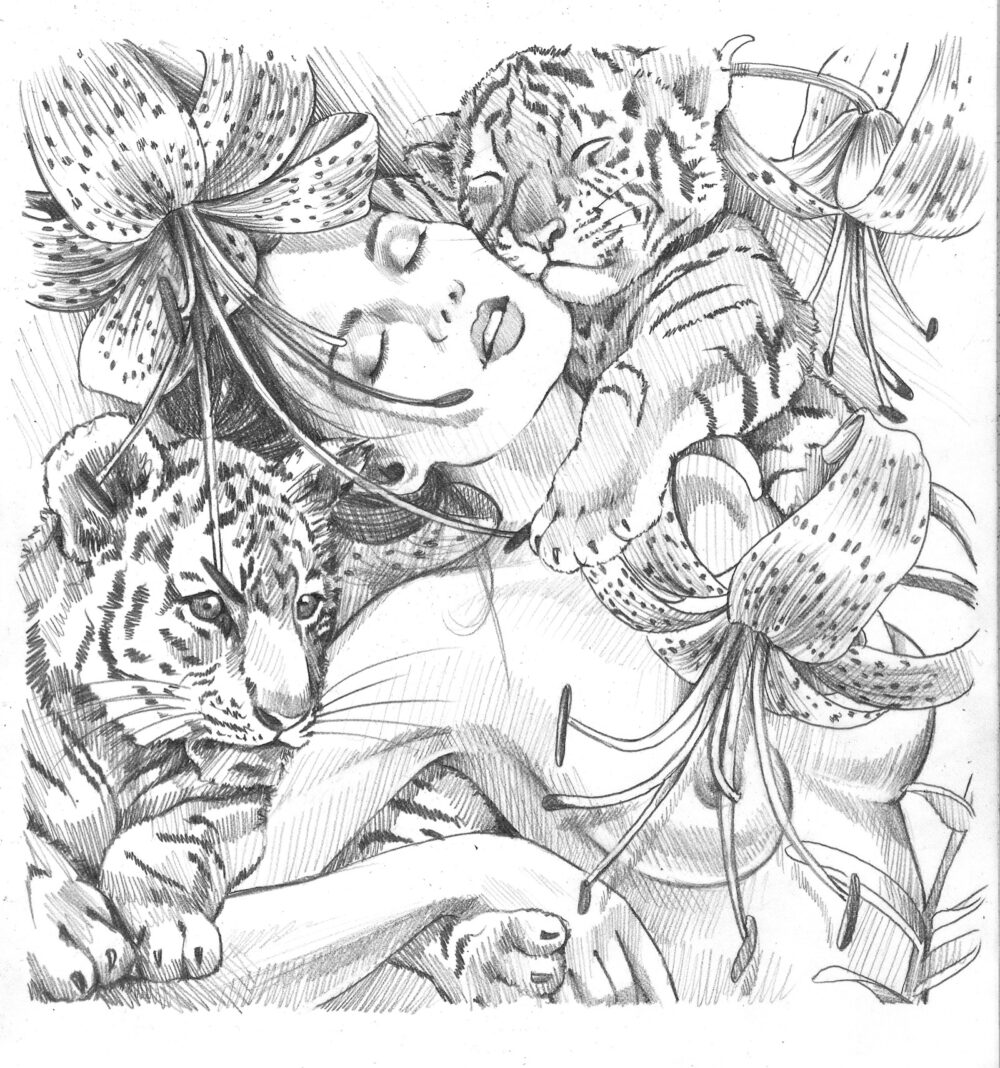 Lilys Tigers Sketch