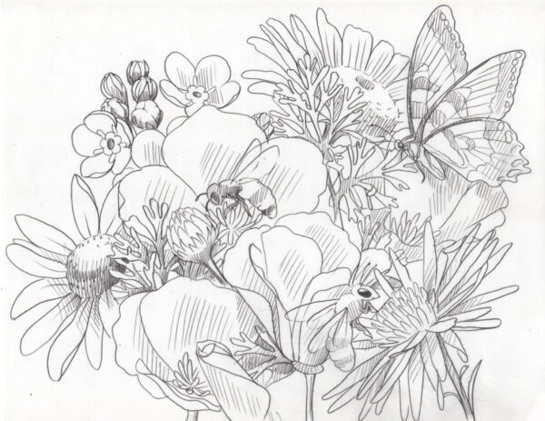 Poppy and Daisy Sketch