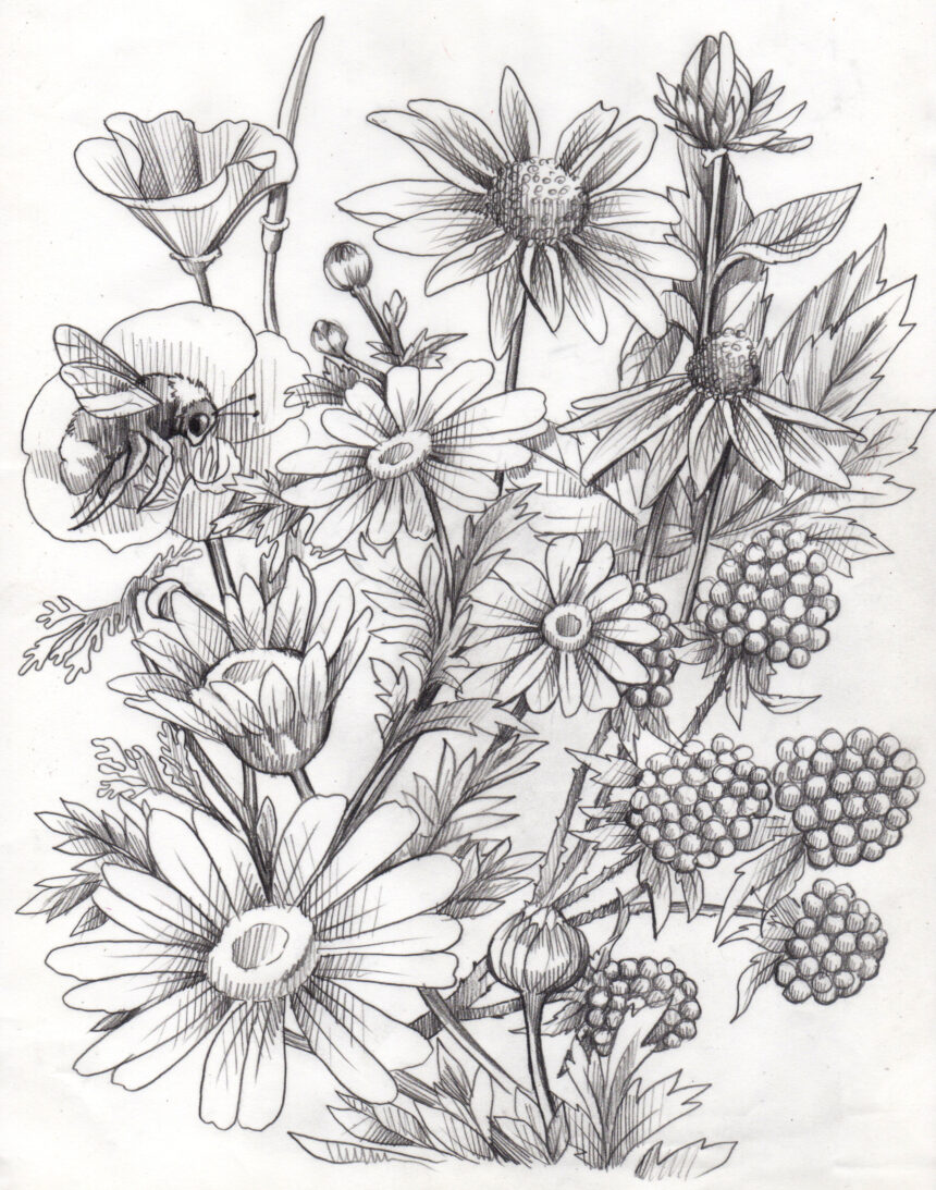 Wildflower Sketch | 111 Minna Gallery and Events