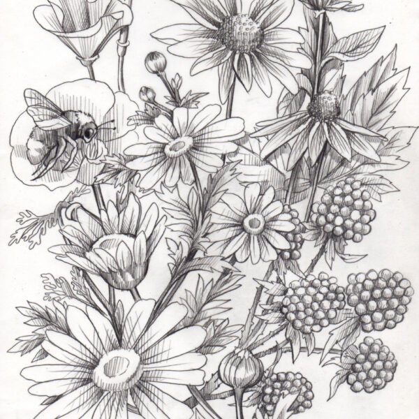 Wild Flower sketch scaled