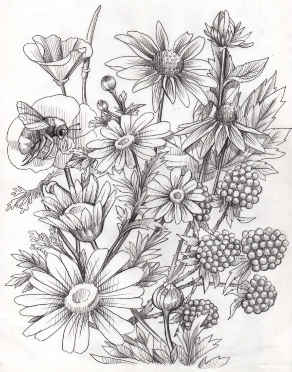 Wildflower Sketch