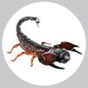 Scorpion - Henry